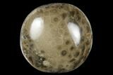 Polished Petoskey Stone (Fossil Coral) - Michigan #177184-1